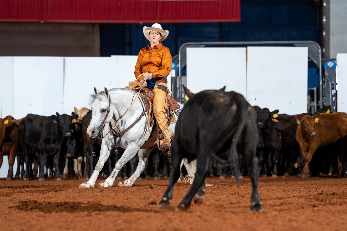 A cutting horse working cattle